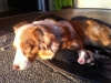 pepper_welpen