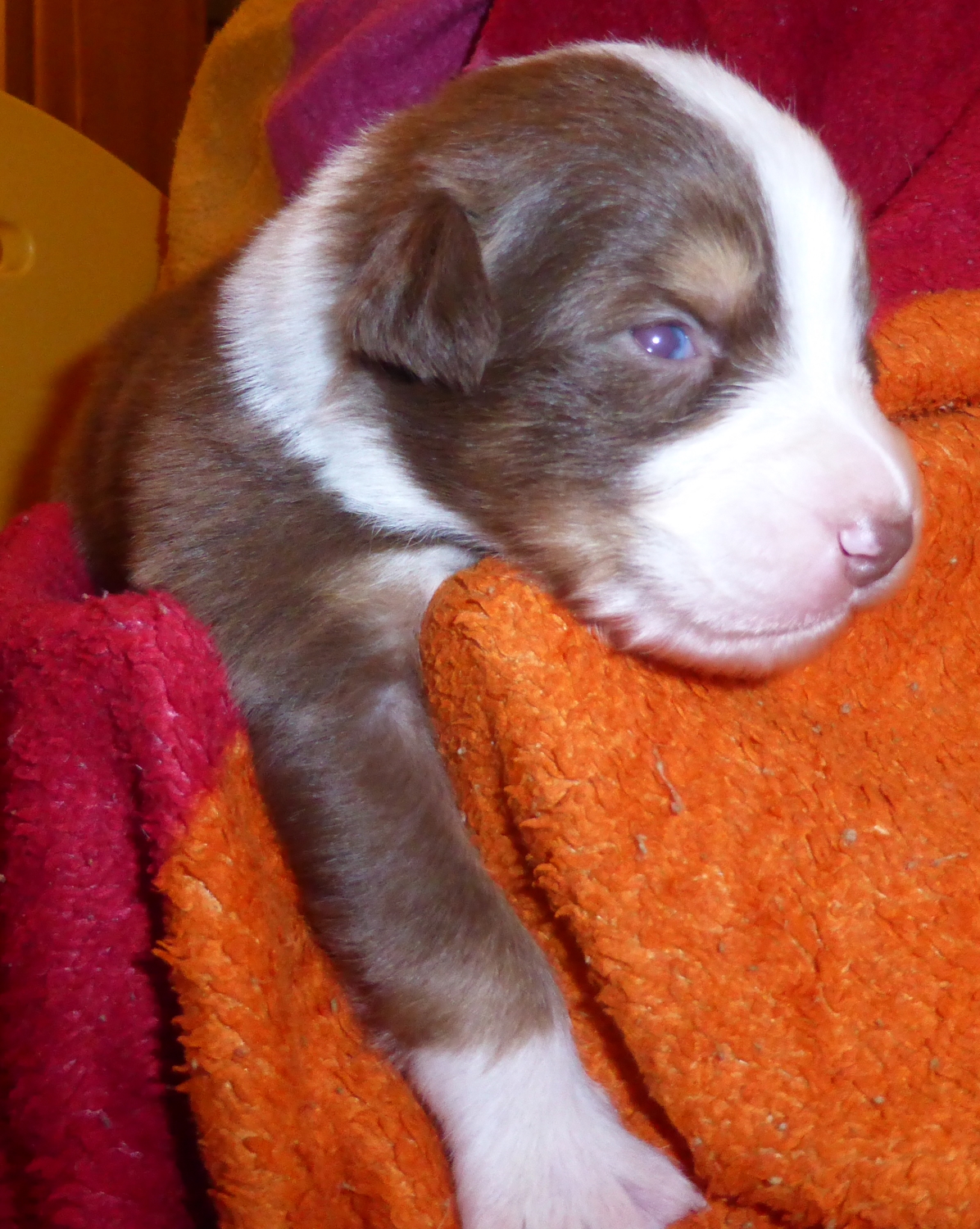 bruno
