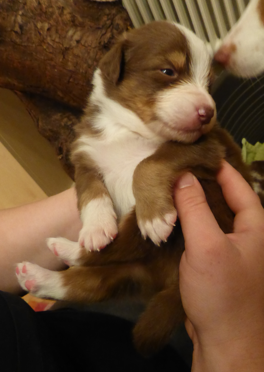 bruno140226