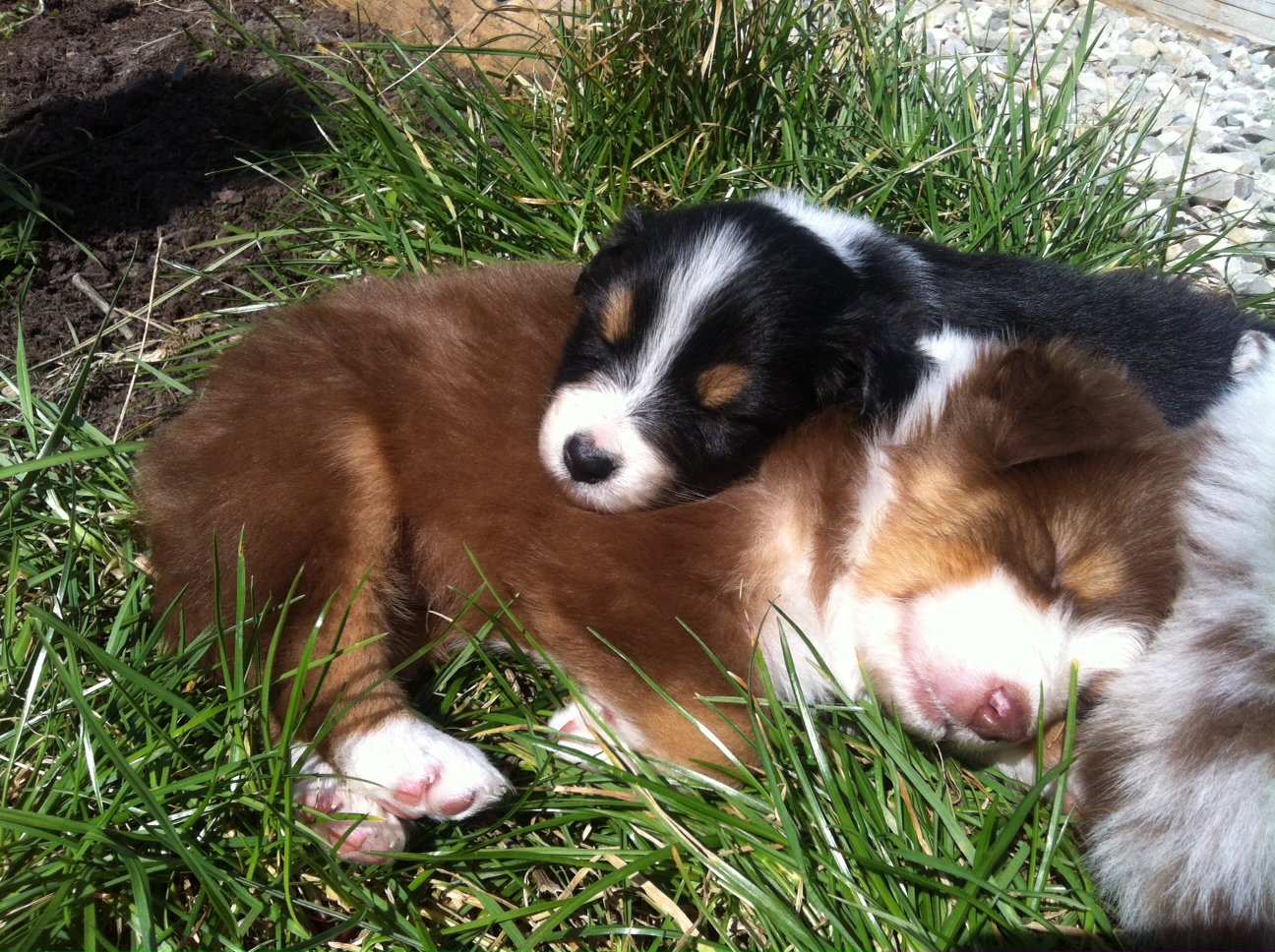 bruno140310_1