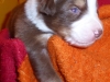 bruno