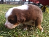 bruno140302_1