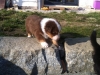 bruno140310_2