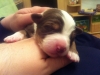 bruno2