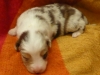 lupo140221