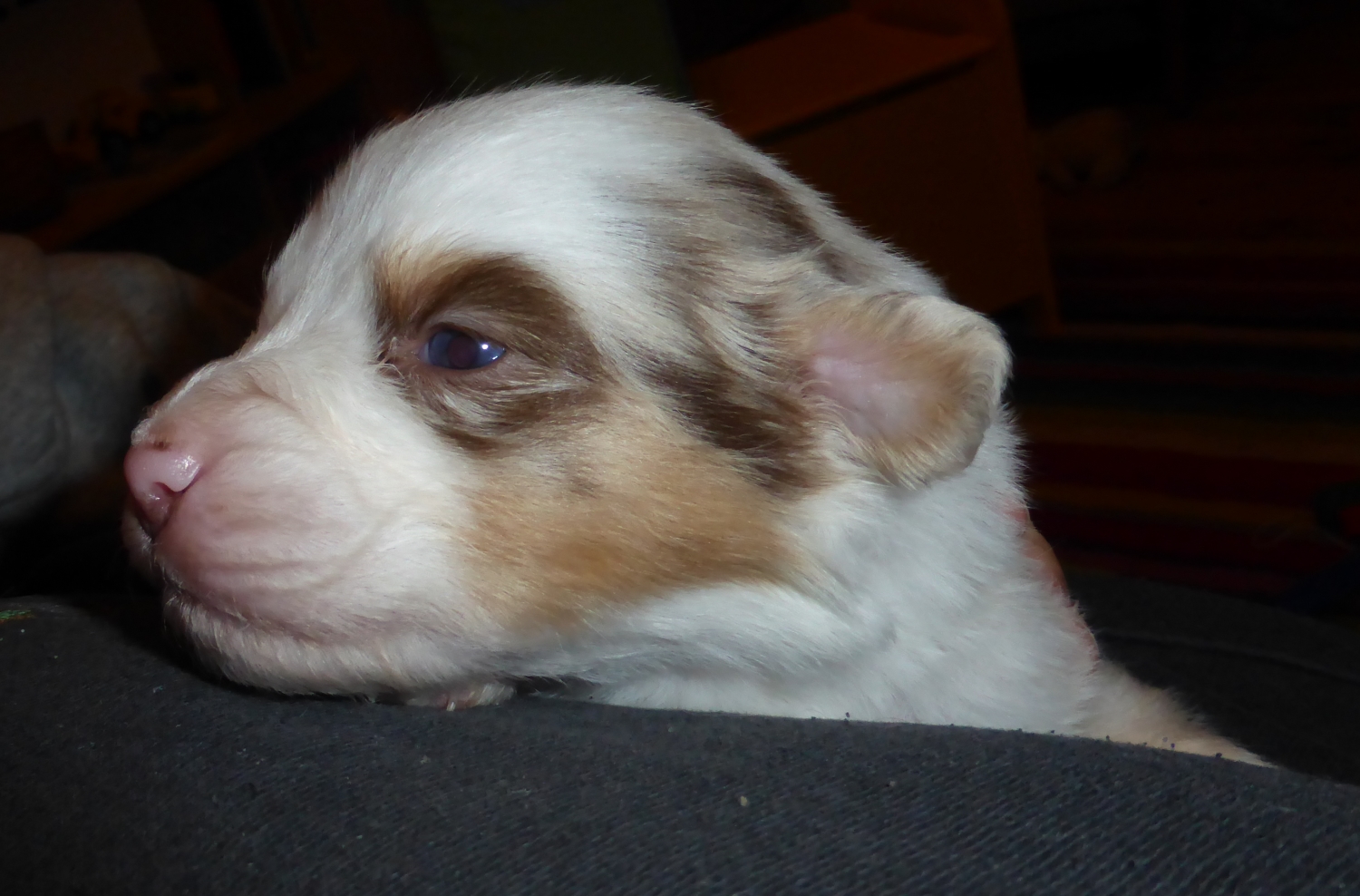 merle140224