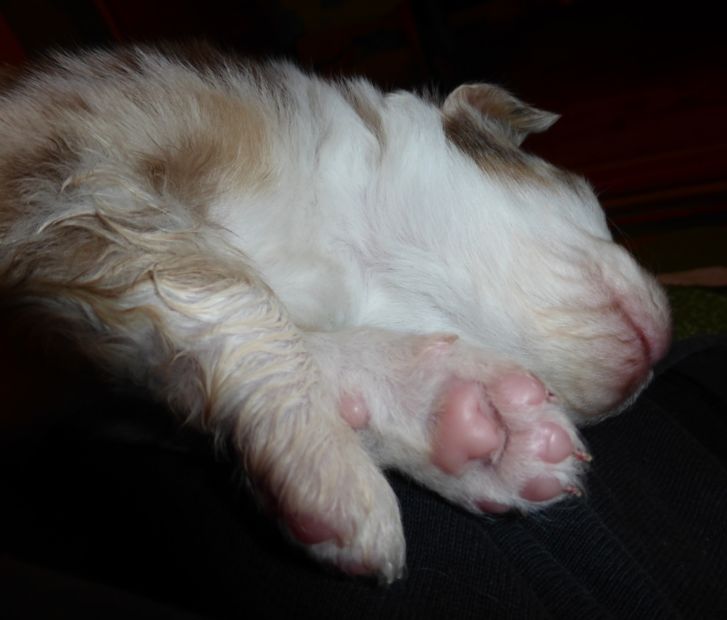 merle140224_2