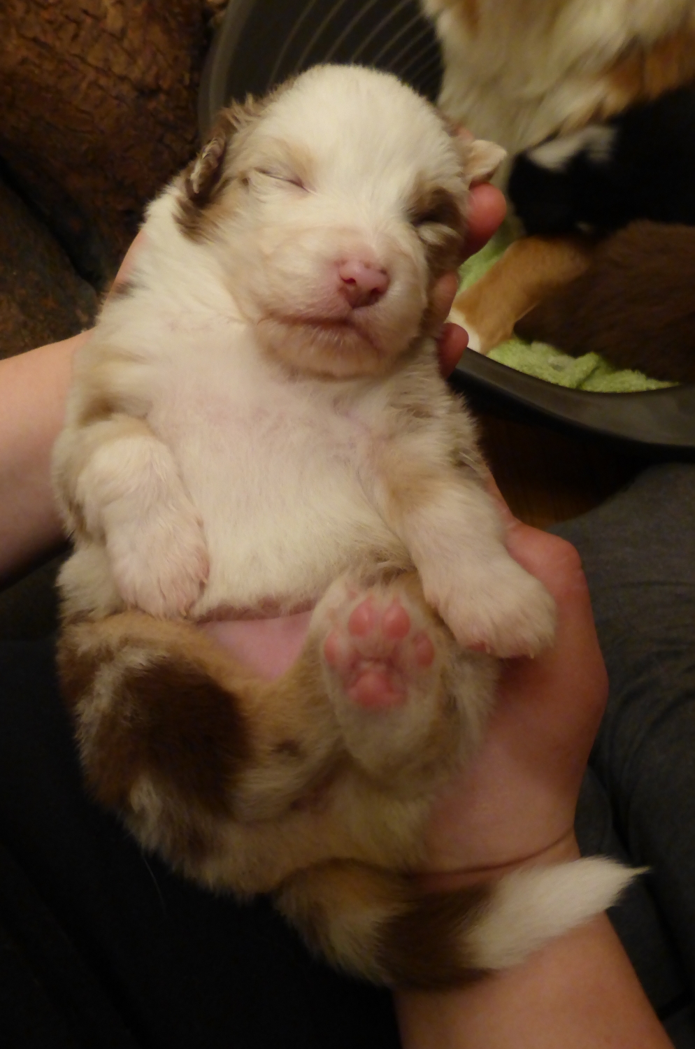 merle140226_3