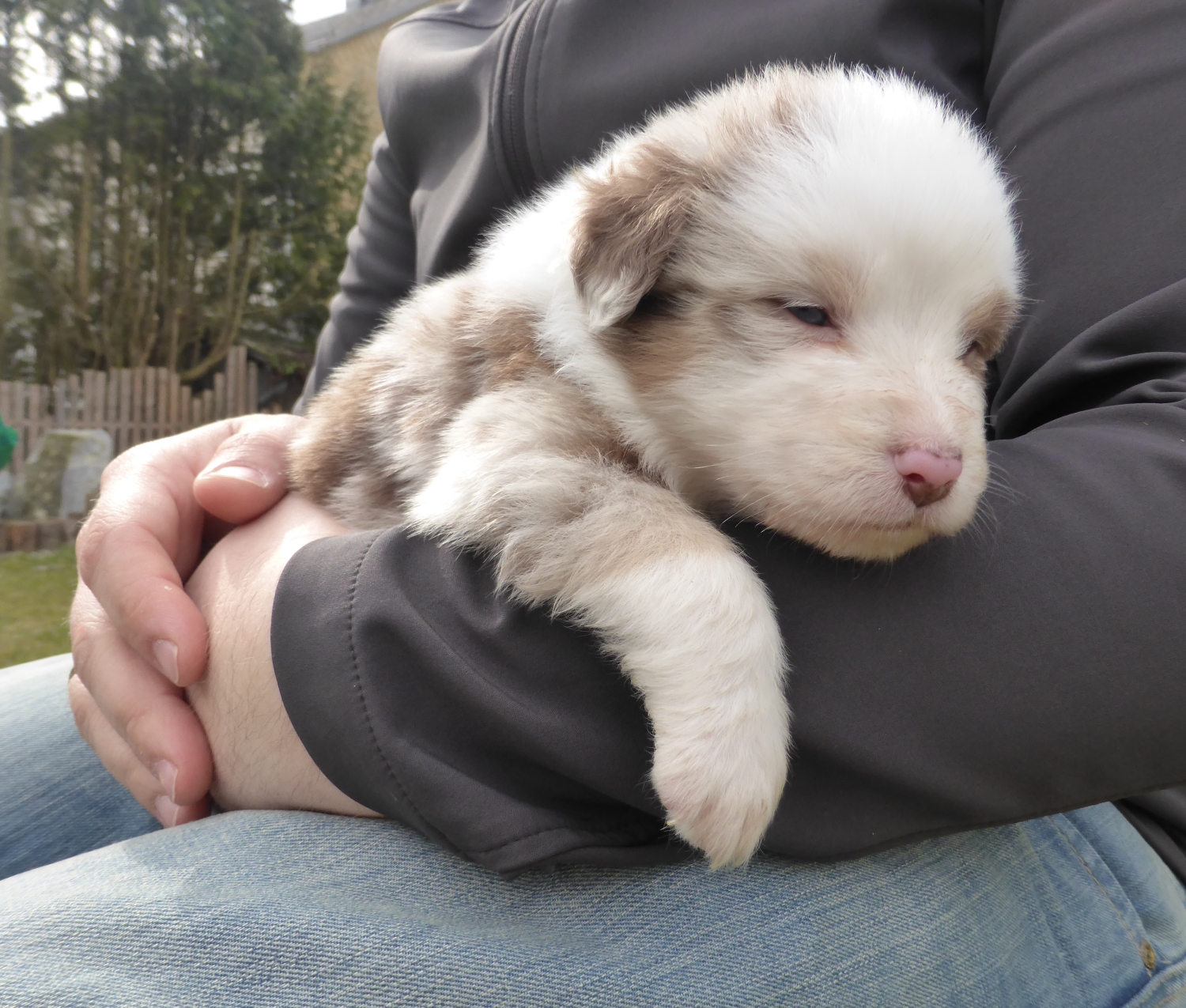 merle140307_1