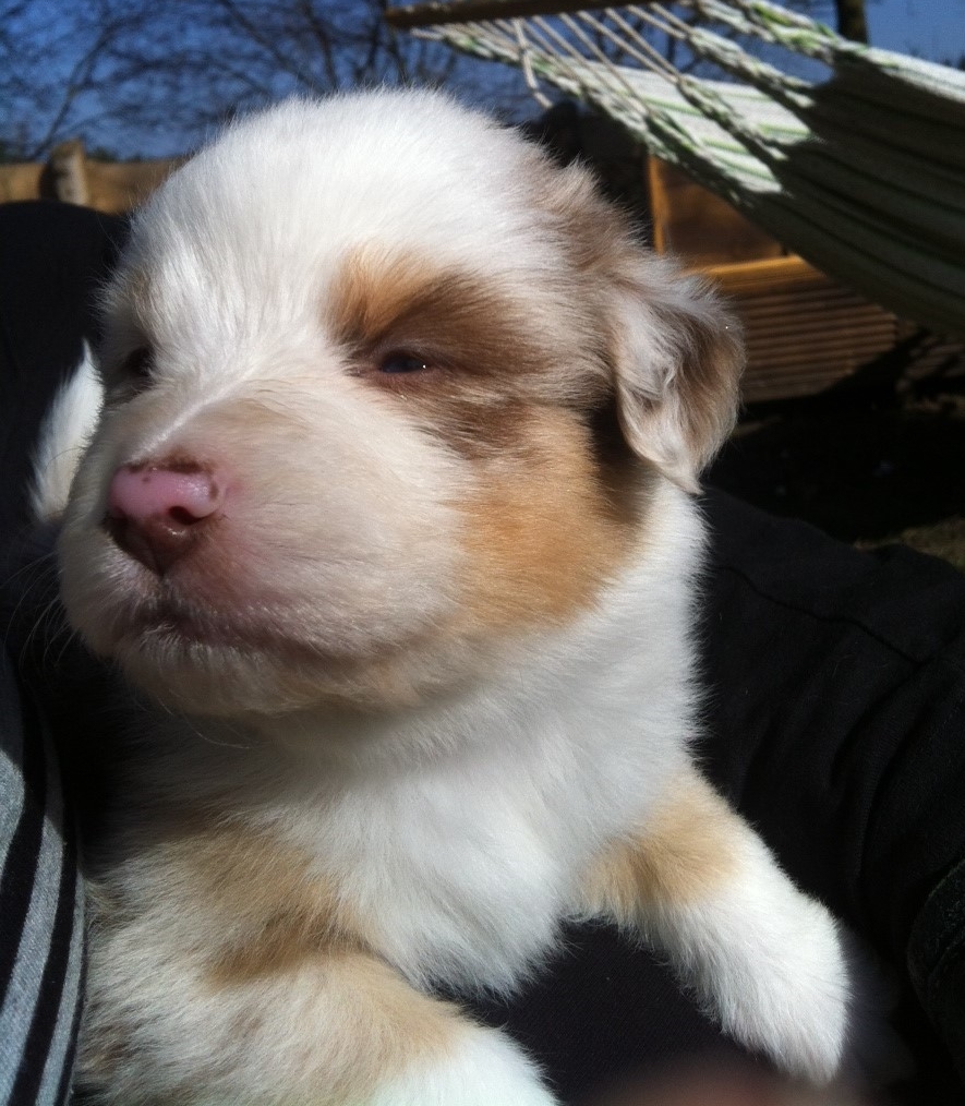 merle140309_1