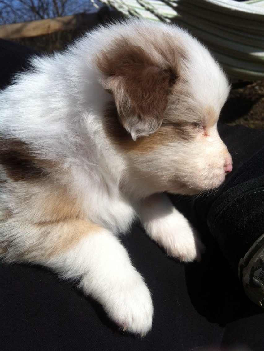 merle140309_2