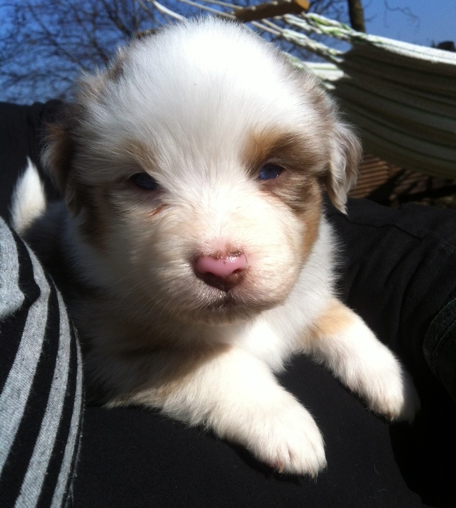 merle140309_3