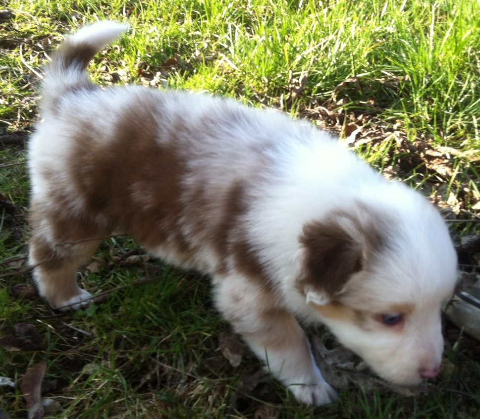 merle140309_4