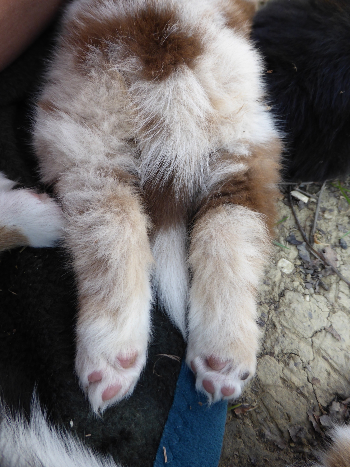 merle140314_2