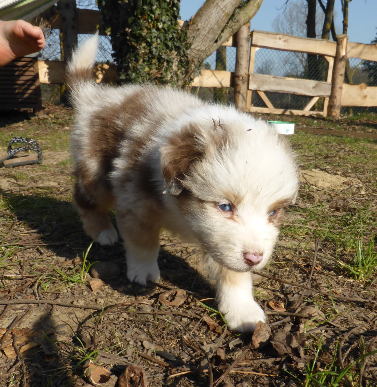 merle140314_3