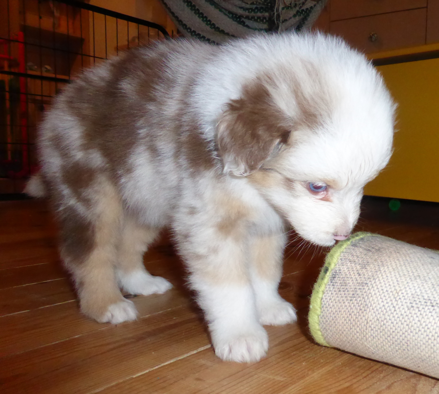 merle140315_1