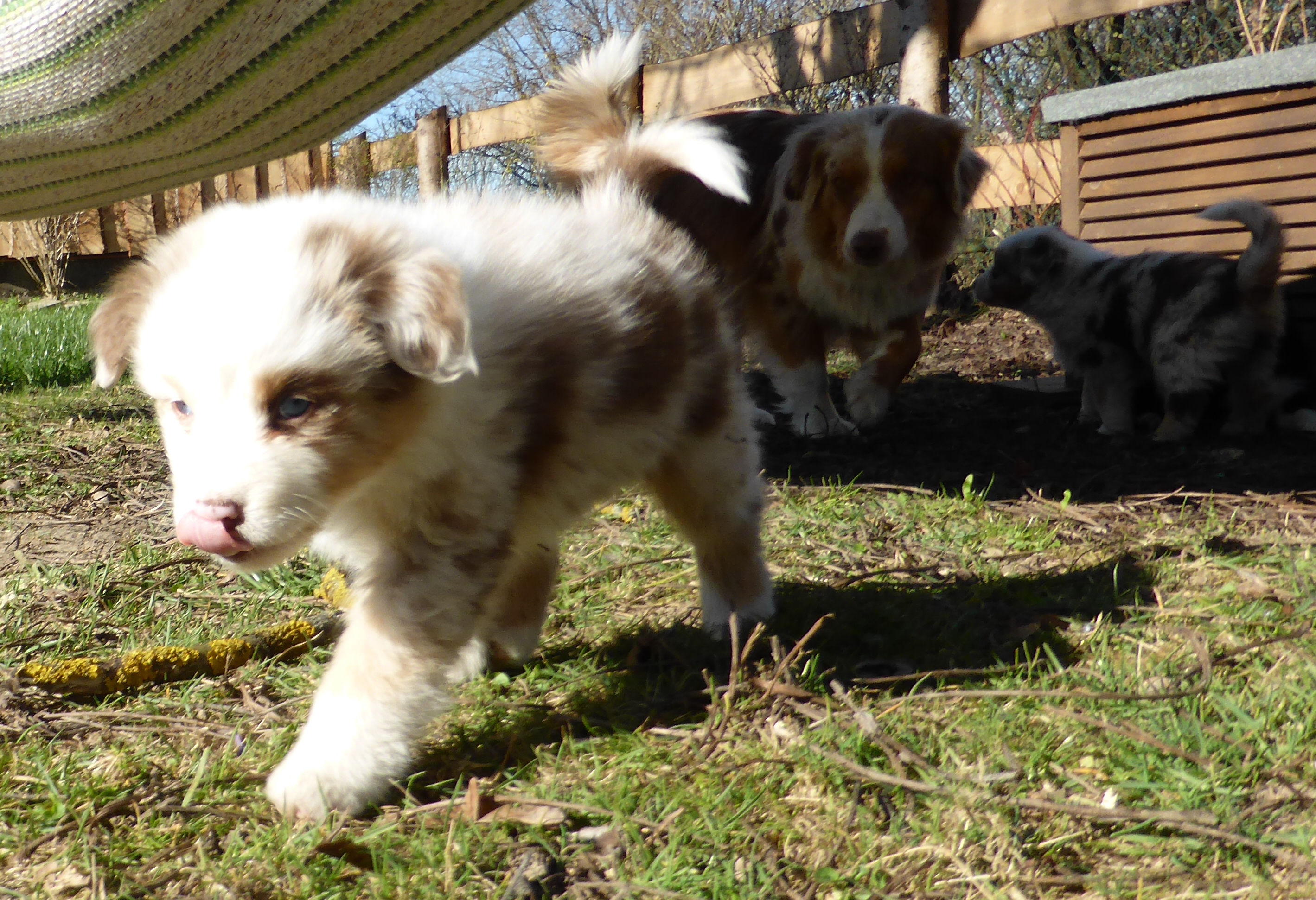 merle140317_1