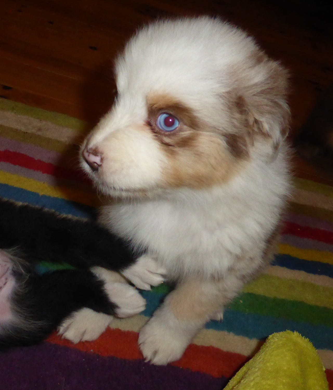 merle140320_2