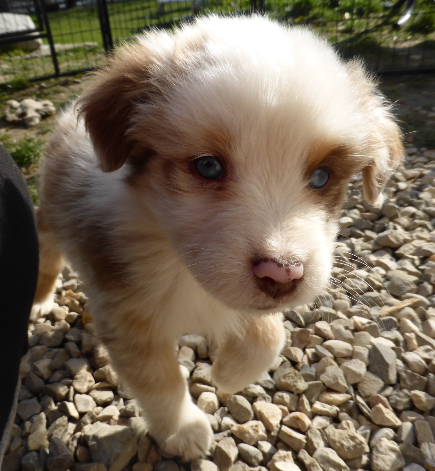 merle140327_1