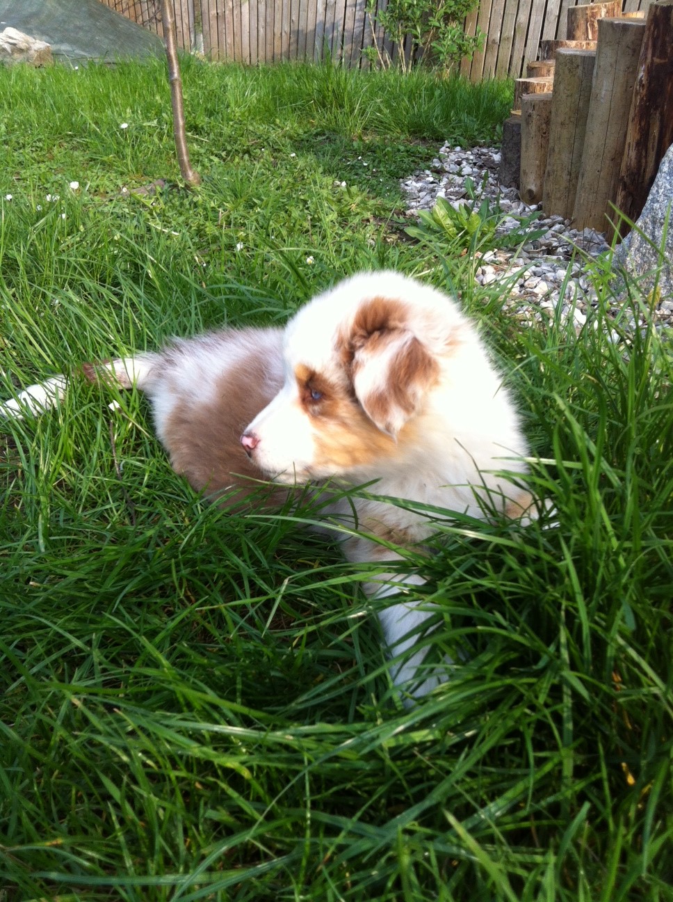 merle140412_2