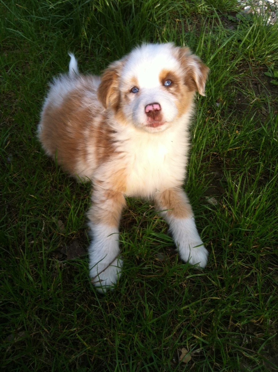 merle140412_3