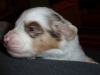 merle140224