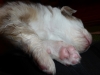 merle140224_2