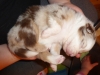merle140226_2