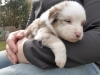 merle140307_1