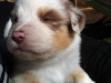 merle140309_1