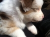 merle140309_2