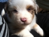 merle140309_3