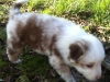 merle140309_4