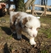 merle140314_3