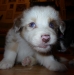 merle140315_3