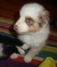 merle140320_2