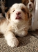 merle140401_1