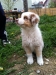 merle140412_1