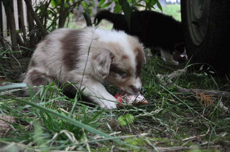 20150629_leafy_3