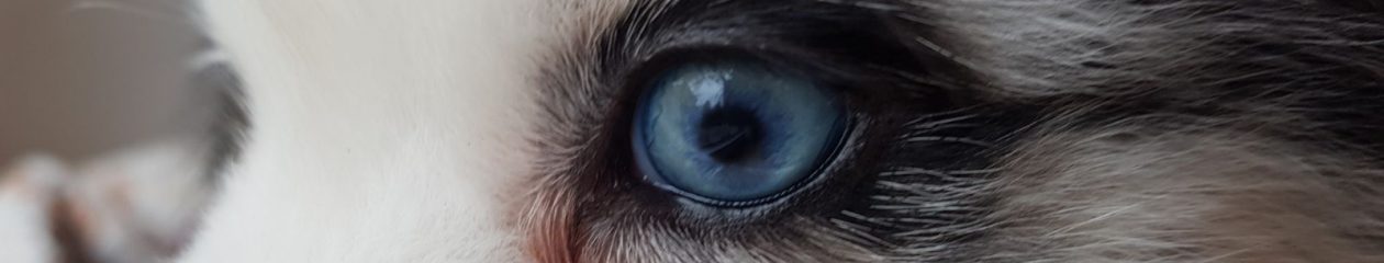 Primeval Aussie's