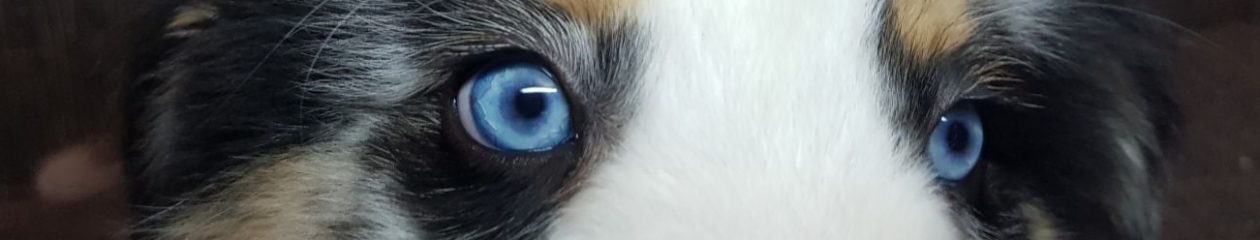 Primeval Aussie's